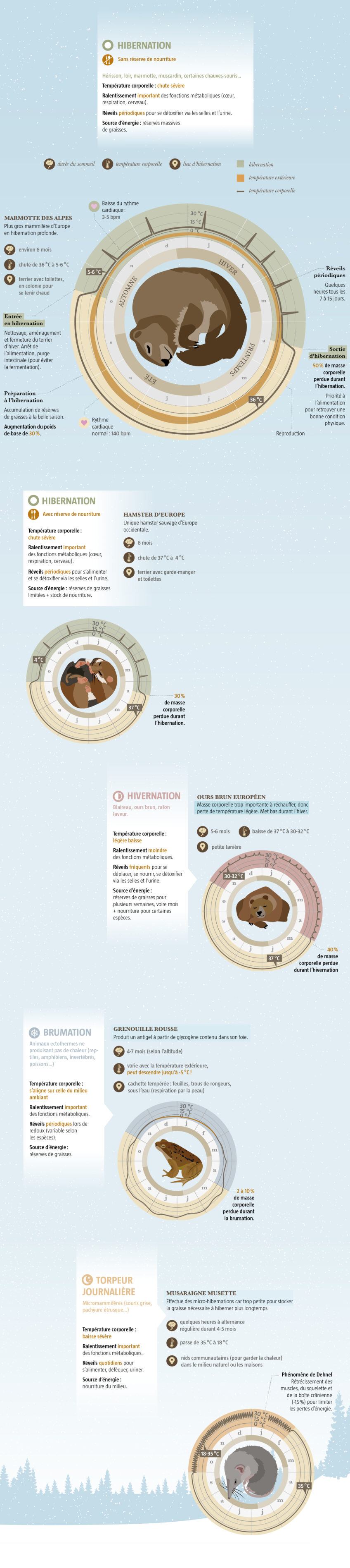 5 animaux qui hibernent