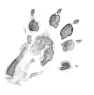 Jeu de piste avec la fouine avec les dessins de Jean Chevallier