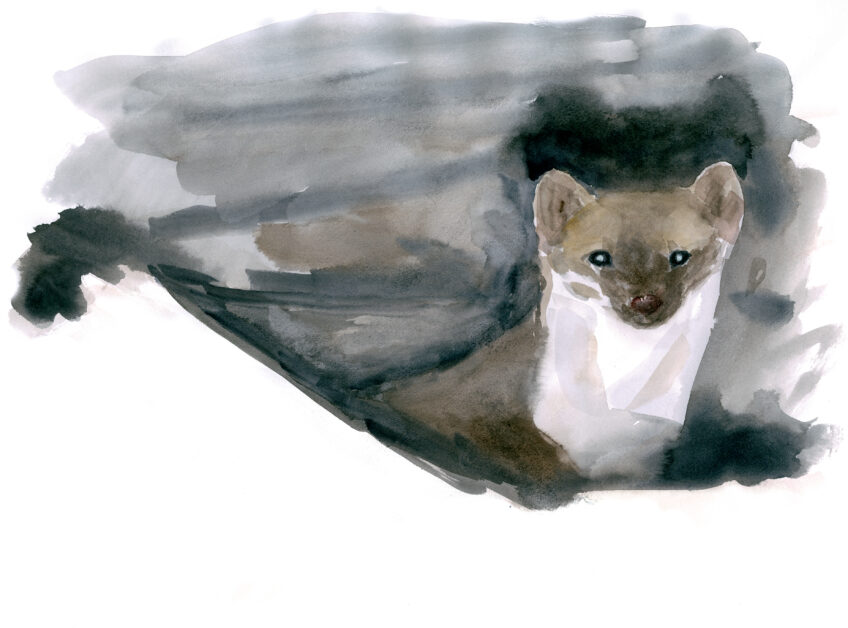 Jeu de piste avec la fouine avec les dessins de Jean Chevallier