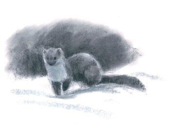 Jeu de piste avec la fouine avec les dessins de Jean Chevallier