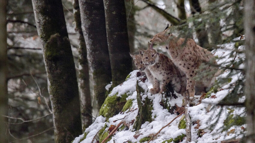 La femelle et ses deux jeunes Lynx, le festin du félin en photos par Laurent Geslin