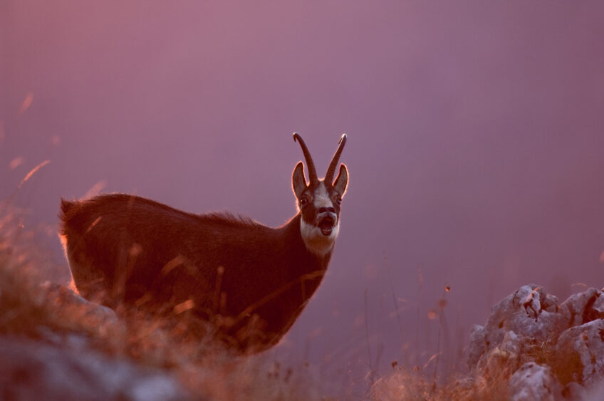 Le chamois, proie potentielle du félin Le chamois, proie potentielle du félin