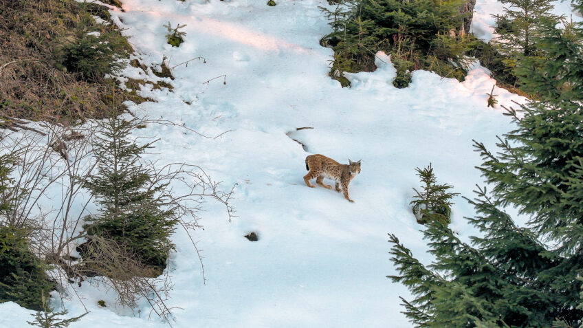 Lynx, le festin du félin en photos par Laurent Geslin