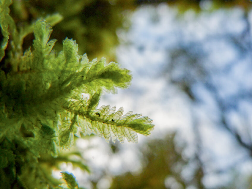 Neckère crispée Perche de noisetier rongée par le castor