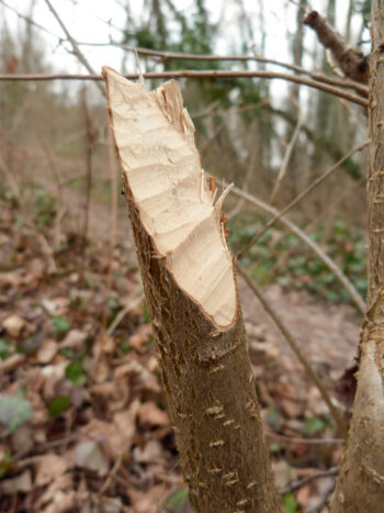 A la découverte des mousses du Moulin de Vert à Genève Perche de noisetier rongée par le castor