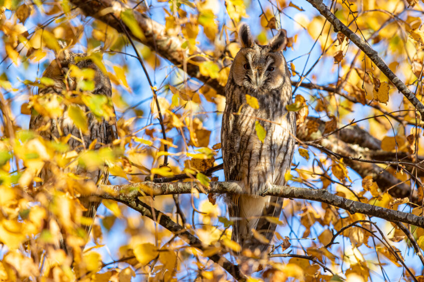 Hibou moyen-duc au dortoir sur un bouleau au feuilles jaunes
