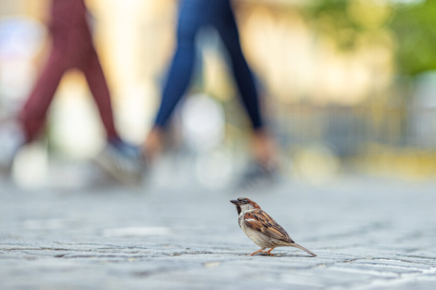 Moineau domestique sur une place citadine