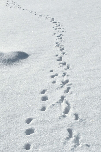 Traces de chevreuils dans la neige