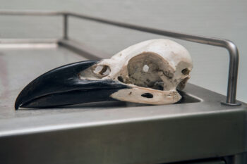 Chasse aux corvidés en France, le point avec Pierre Rigaux