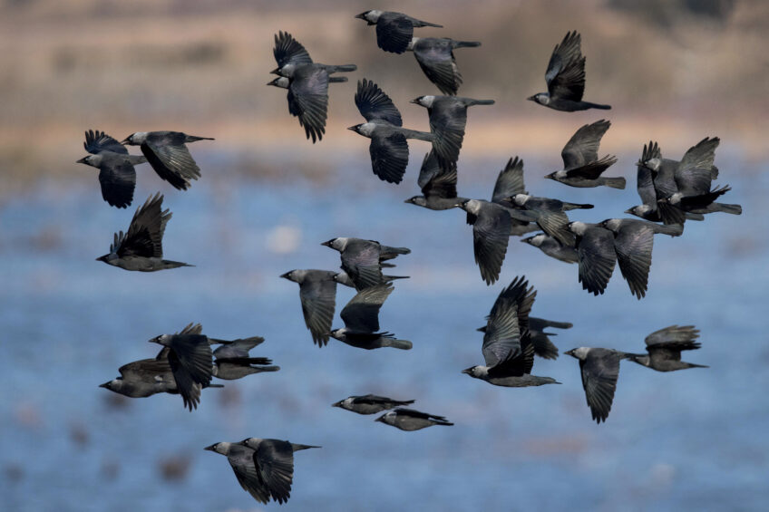 Chasse aux corvidés en France, le point avec Pierre Rigaux