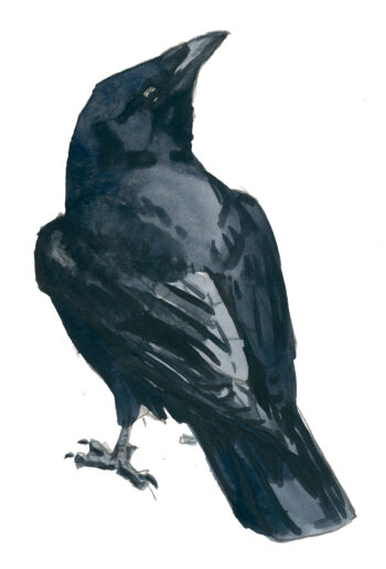 Corvidés : les 10 espèces de France et de Suisse - corneille noire