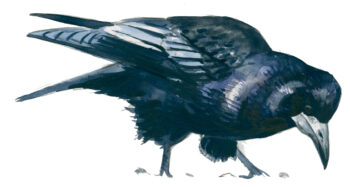 Corvidés : les 10 espèces de France et de Suisse - corbeau freux