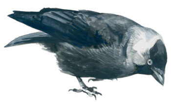 Corvidés : les 10 espèces de France et de Suisse - choucas des tours