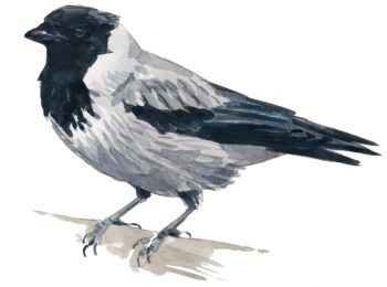 Corvidés : les 10 espèces de France et de Suisse - corneille mantelée