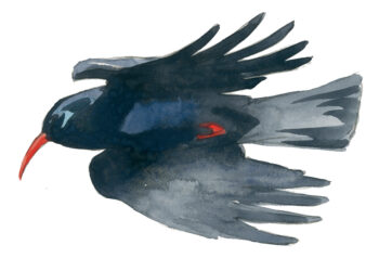 Corvidés : les 10 espèces de France et de Suisse - crave à bec rouge