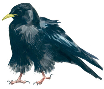 Corvidés : les 10 espèces de France et de Suisse - chocard à bec jaune