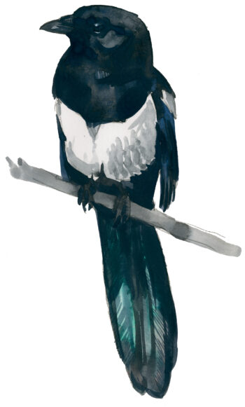 Corvidés : les 10 espèces de France et de Suisse - pie bavarde