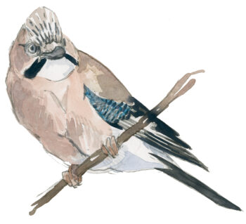 Corvidés : les 10 espèces de France et de Suisse - geai des chênes