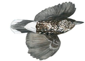 Corvidés : les 10 espèces de France et de Suisse - cassenoix moucheté