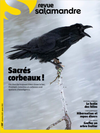 Revue Salamandre 267 Sacrés corbeaux