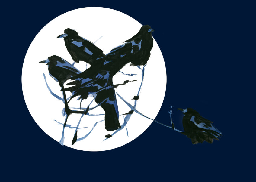 Revue Salamandre Sacrés Corbeaux