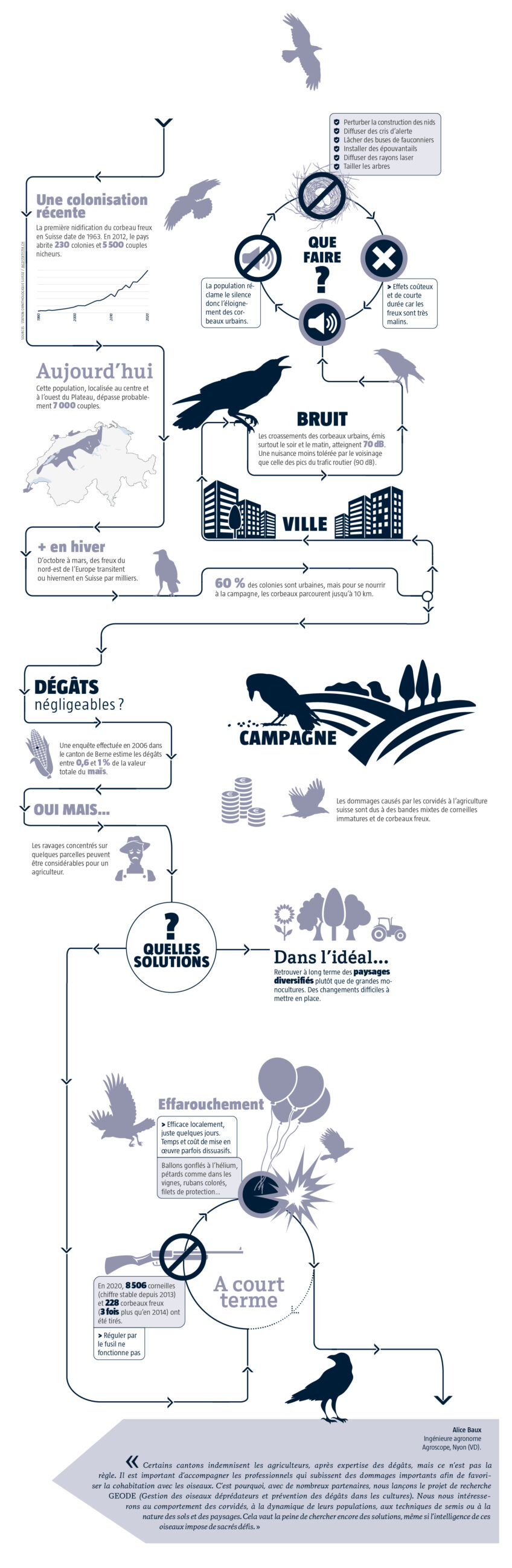 La cohabitation avec les corbeaux freux en infographie
