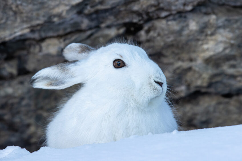 Lièvre variable en pelage d'hiver dans la neige