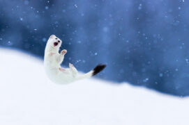 © Alessandro Staehli - www.indionature.com