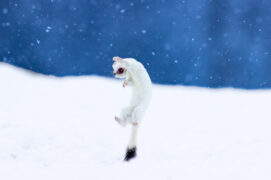 © Alessandro Staehli - www.indionature.com