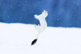 © Alessandro Staehli - www.indionature.com