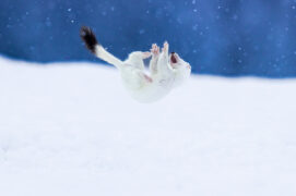 © Alessandro Staehli - www.indionature.com