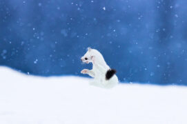 © Alessandro Staehli - www.indionature.com