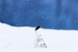 © Alessandro Staehli - www.indionature.com