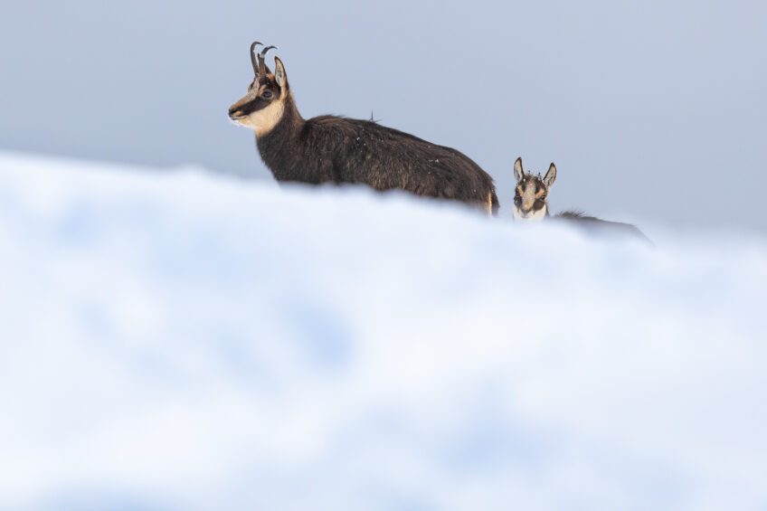 Chamois dans la poudreuse