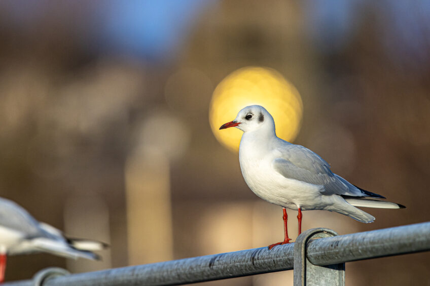 Mouette rieuse en plumage internuptial posée sur une rambarde.