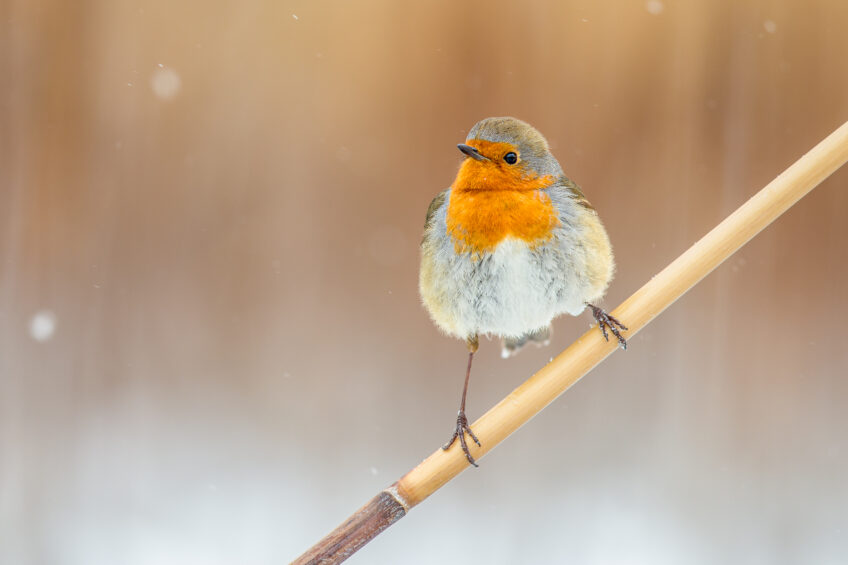 Rougegorge familier perché sur un roseau