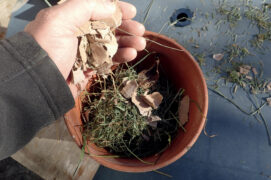 Hachez menu façon ciboulette le foin, la mousse et les herbes sèches, déchirez des lambeaux de carton.
Insérez le tout dans le pot.