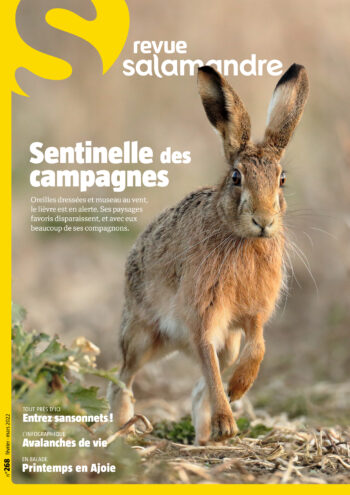 Couverture de La Salamandre n°268