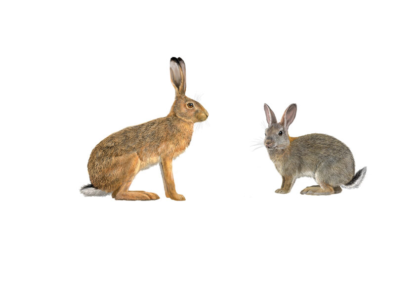 Lièvre ou lapin ? Les différences