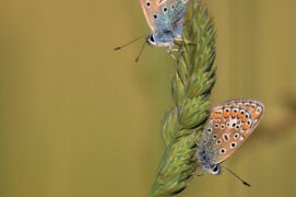 Argus / © Nathan Horrenberger