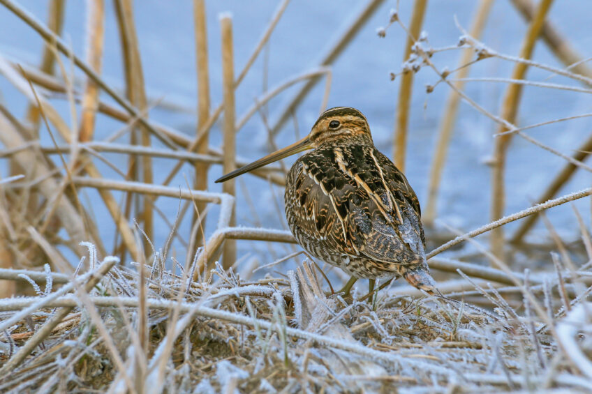 Bécassine des marais