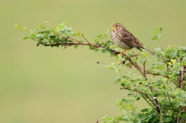 Bruant proyer / © Frederic Desmette