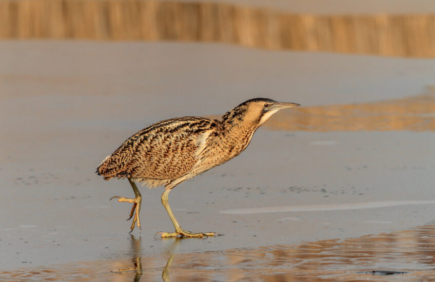 Butor étoilé Butor étoilé