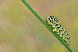 Chenille de machaon / © Nathan Horrenberger