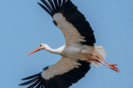 Cigogne blanche / © Grigory Bruev / stock.adobe.com