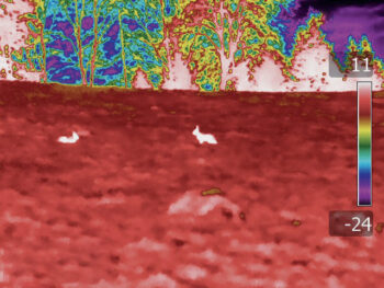 Deux lièvres dans un champ (caméra thermique) / © Claude fischer / HEPIA