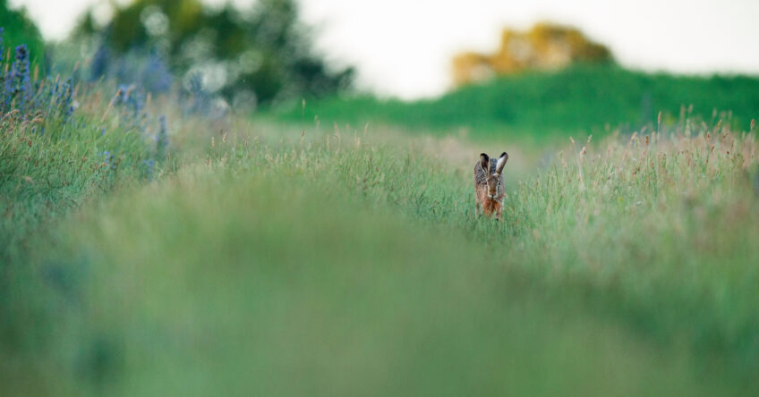 Préserver le lièvre pour sauver la faune des campagnes