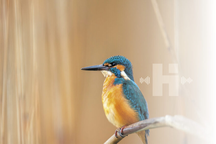 Podcast histoires d'images épisode 2 Alessandro Staehli