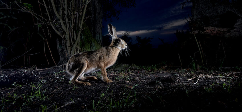 Quel est l'impact de la pollution lumineuse sur le lièvre ?