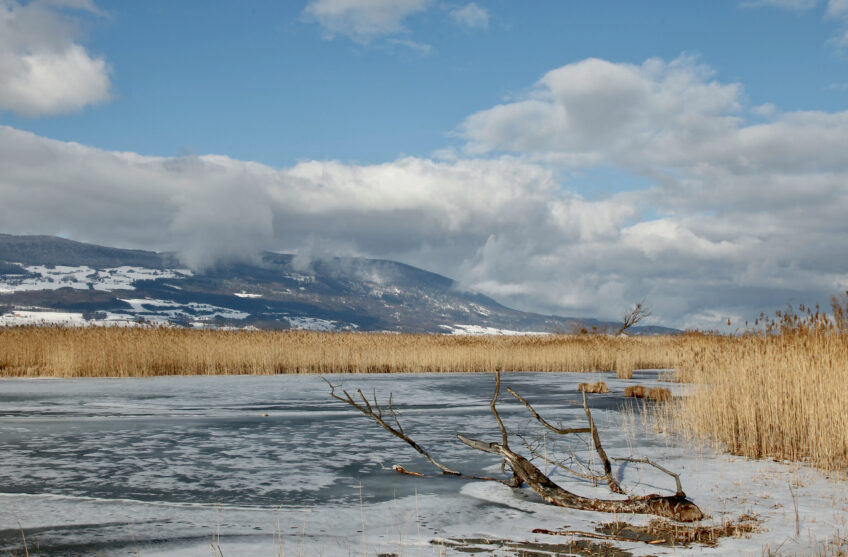 La vie de la roselière dans l'objectif du photographe Alain Spaeth